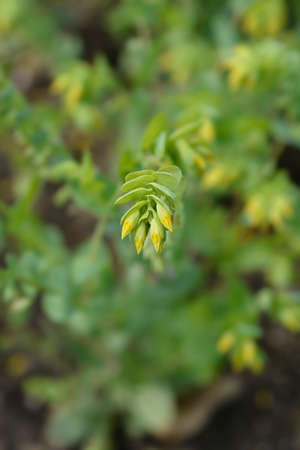 Smooth honeywort flower buds - Latin name - Cerinthe glabra