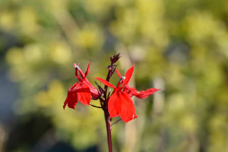 Cardinal flower - Latin name - Lobelia cardinalisの写真素材