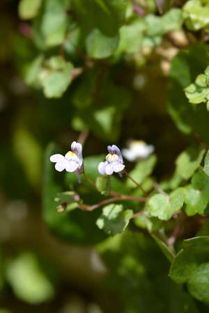 Kenilworth Ivy small flowers - Latin name - Cymbalaria muralis