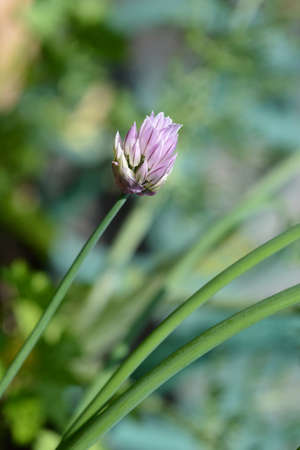 Chives flower - Latin name - Allium schoenoprasum