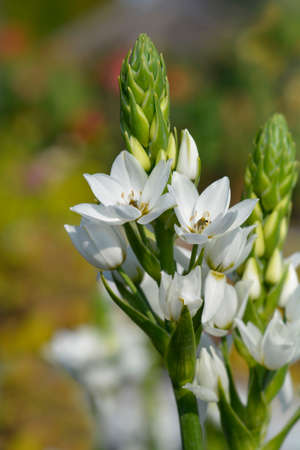 African wonder flower - Latin name - Ornithogalum thyrsoides