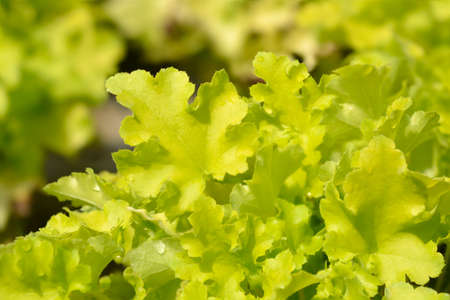 Coral Bells Lime Marmelade leaves - Latin name - Heuchera Lime Marmeladeの写真素材