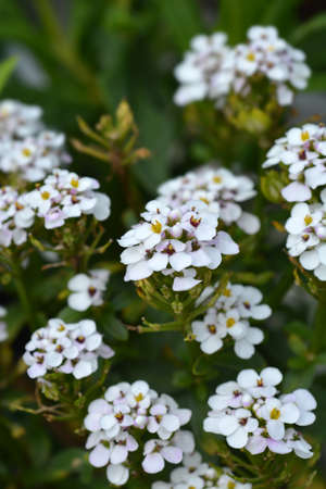 Evergreen candytuft  - Latin name - Iberis sempervirens