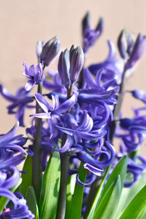 Multiflora Hyacinth Blue flower - Latin name - Hyacinthus multiflora Blueの写真素材