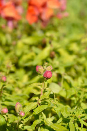 Snapdragon flower buds - Latin name - Antirrhinum majusの写真素材