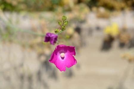 Purple poppy-mallow - Latin name - Callirhoe involucrataの写真素材