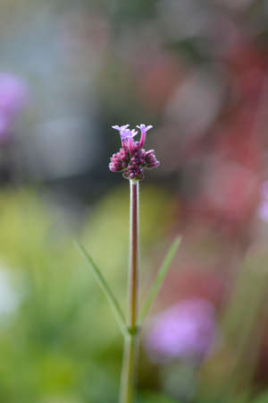 Tall vervain - Latin name - Verbena bonariensisの写真素材