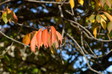Japanese flowering cherry in autumn - Latin name - Prunus serrulata