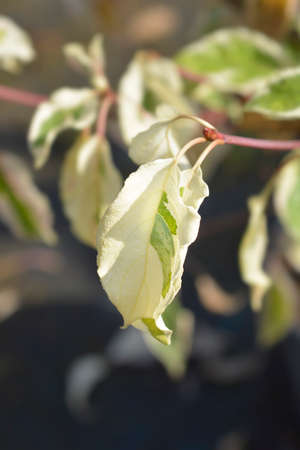 Wedding cake tree leaves - Latin name - Cornus controversa Variegata