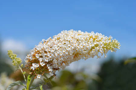 Summer lilac white flower - Latin name - Buddleja davidiiの写真素材