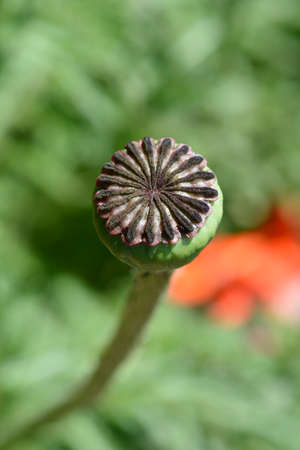 Oriental poppy seed pod - Latin name - Papaver orientaleの写真素材