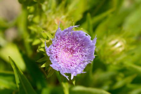 Stokes aster flower - Latin name - Stokesia laevis