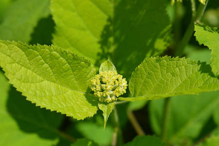 Smooth hydrangea Strong Annabelle flower buds - Latin name - Hydrangea arborescens Strong Annabelle