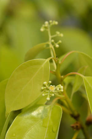 Camphor tree flowers - Latin name - Cinnamomum camphora