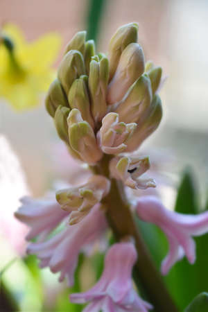 Common hyacinth flower buds - Latin name - Hyacinthus orientalisの写真素材