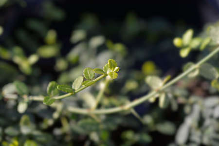 Wintercreeper Minimus leaves - Latin name - Euonymus fortunei Minimus