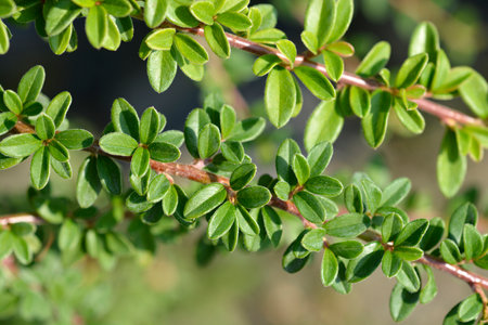 Bearberry cotoneaster Coral Beauty branch - Latin name - Cotoneaster dammeri Coral Beauty