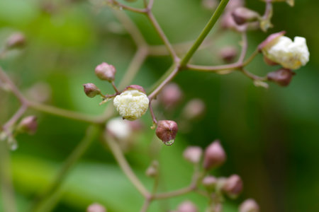 Common catalpa flower buds - Latin name - Catalpa bignonioidesの写真素材