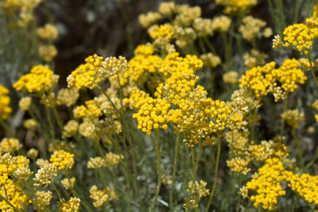 Italian everlasting yellow flowers - Latin name - Helichrysum italicumの素材 [FY310160424986]