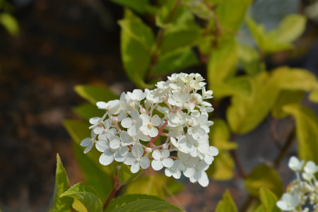 Paniculate hydrangea Angels Blush flower - Latin name - Hydrangea paniculata Angels Blush