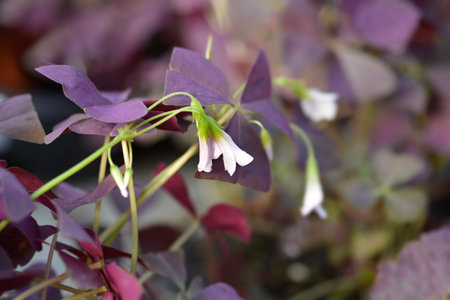 Purple shamrock Mijke - Latin name - Oxalis triangularis Mijkeの写真素材