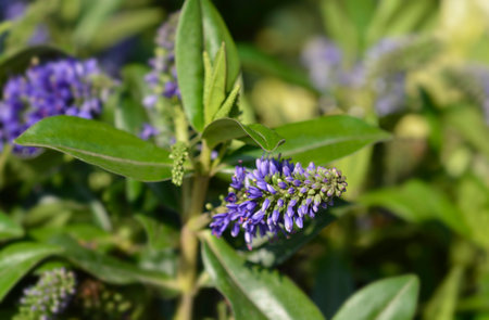 Shrubby veronica Addenda Grethe flower - Latin name - Hebe Addenda Gretheの写真素材