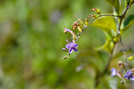 Golden Dewdrop flowers - Latin name - Duranta erectaの写真素材
