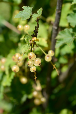 White currant Blanka berries - Latin name - Ribes rubrum Blankaの写真素材
