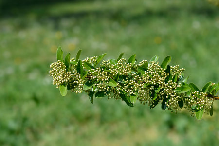 Scarlet firethorn flower buds - Latin name - Pyracantha coccinea