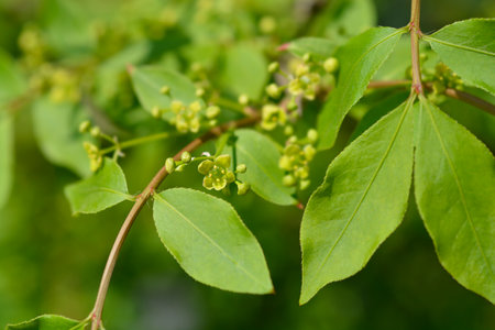 Burning Bush branch - Latin name - Euonymus alatus