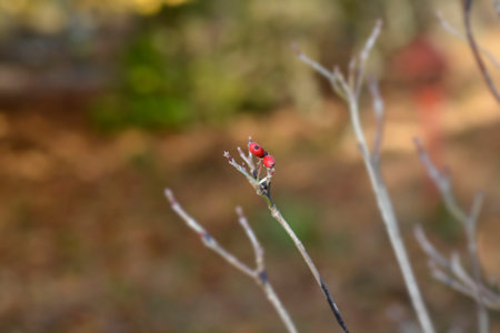 Flowering Dogwood Sweetwater berriesの写真素材