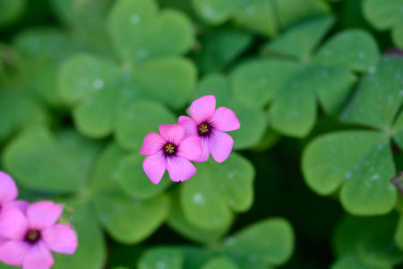 Pink wood sorrel - Latin name - Oxalis articulataの写真素材