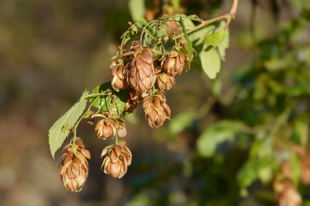 Common hop - Latin name - Humulus lupulus