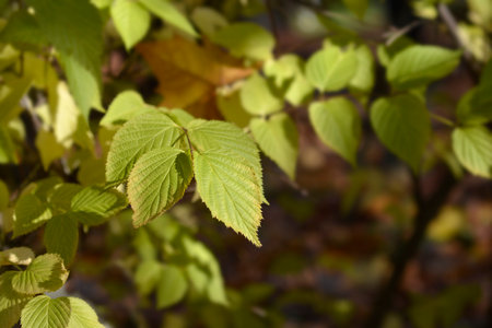Black jet-bead leaves - Latin name - Rhodotypos scandensの写真素材