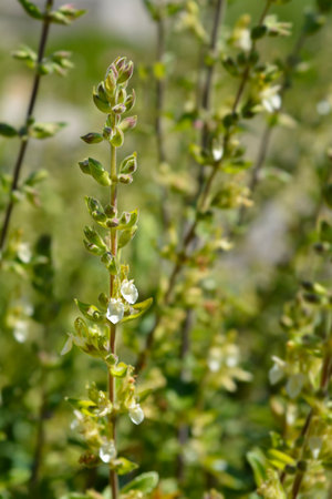 Yellow germander flowers - Latin name - Teucrium flavum