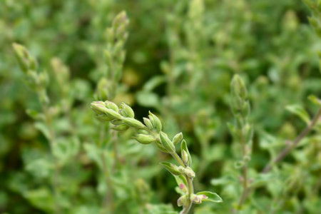 Yellow germander flower buds - Latin name - Teucrium flavumの写真素材