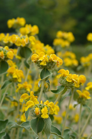 Jerusalem sage yellow flowers - Latin name - Phlomis fruticosaの写真素材