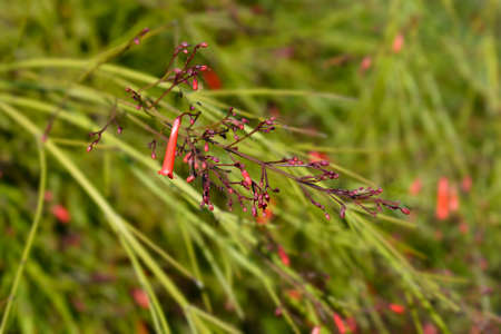 Firecracker plant - Latin name - Russelia equisetiformis