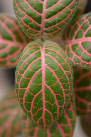 Nerve plant Mosaic Skeleton leaves - Latin name - Fittonia albivenis Mosaic Skeletonの写真素材