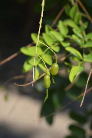 Weeping Japanese pagoda tree fruit - Latin name - Sophora japonica pendula