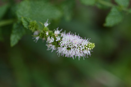 Peppermint pink flower - Latin name - Mentha x piperita