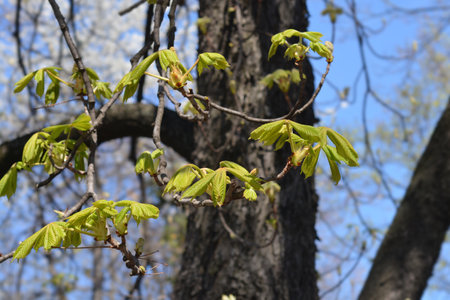 Common horse chestnut new leaves - Latin name - Aesculus hippocastanumの写真素材