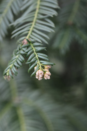 Dwarf Plum yew - Latin name - Cephalotaxus harringtonia var. nana