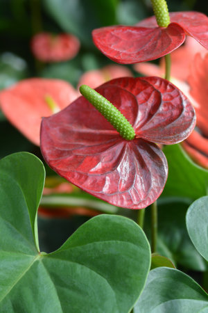 Flamingo flower - Latin name - Anthurium andraeanum