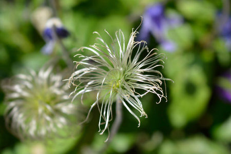 Clematis Hendersonii seed head - Latin name - Clematis integrifolia Hendersonii