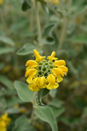 Jerusalem sage yellow flower - Latin name - Phlomis fruticosaの写真素材