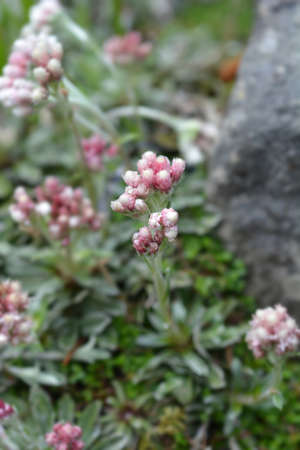Litleleaf pussytoes flowers - Latin name - Antennaria microphylla