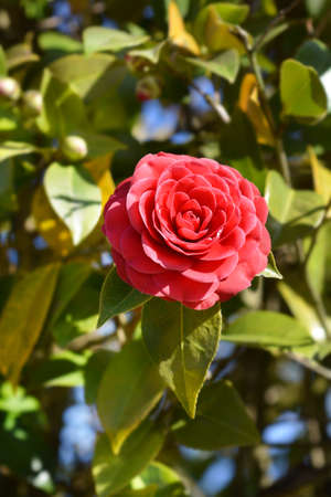 Camellia flower - Latin name - Camellia japonicaの写真素材