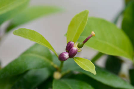 Rangpur lime flower buds - Latin name - Citrus x limonia