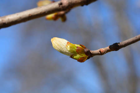 Common horse chestnut branches with leaf buds - Latin name - Aesculus hippocastanumの写真素材